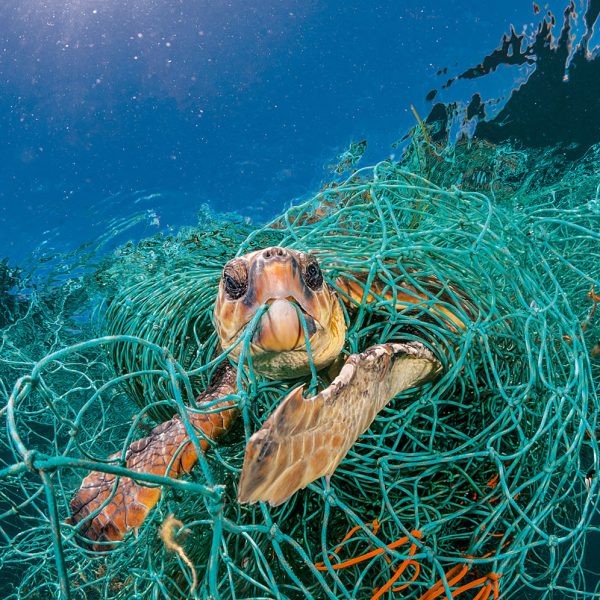 tres-maneras-en-que-la-contaminacion-plastica-afecta-a-los-animales-terrestres-y-marinos