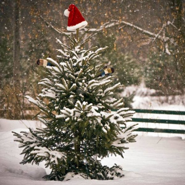 un-arbol-de-navidad-real-o-uno-falso
