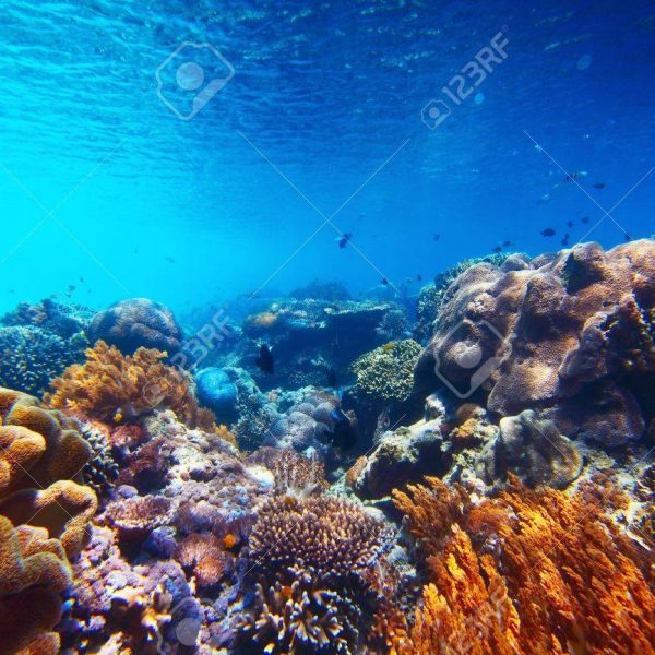 un-arrecife-de-coral-vivo-naufragios-y-mas