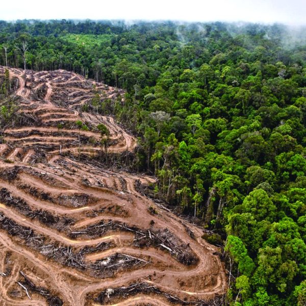 un-proyecto-de-permacultura-combate-la-deforestacion-en-camboya