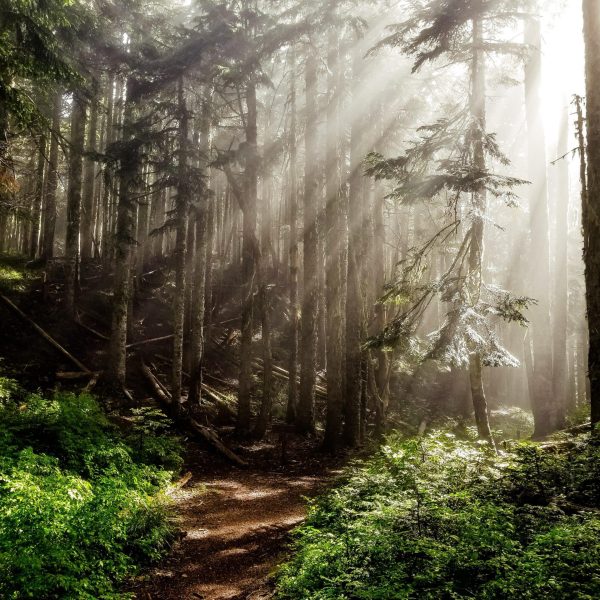 una-inmersion-profunda-en-el-bano-de-bosque