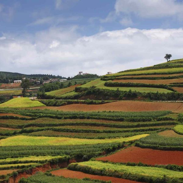 una-mirada-a-la-agricultura-en-terrazas-en-todo-el-mundo