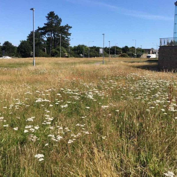 universidad-crea-prados-de-flores-silvestres-para-impulsar-la-biodiversidad