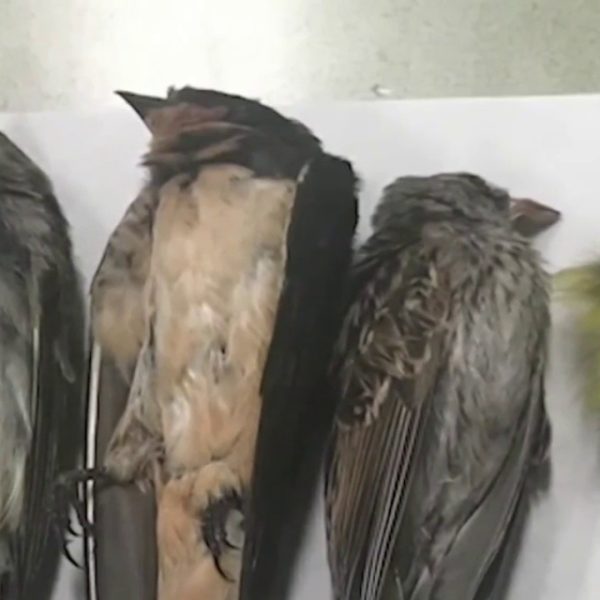 voluntario-encuentra-casi-300-pajaros-cantores-muertos-y-heridos-en-nueva-york